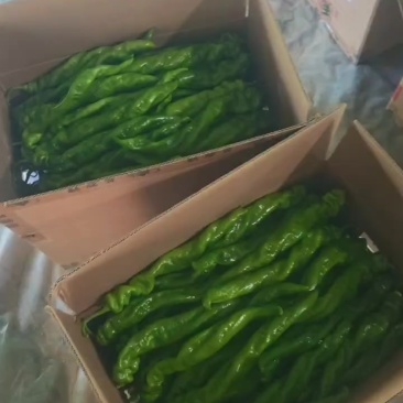 河北丰宁精品螺丝椒