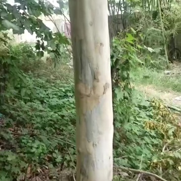 法桐树