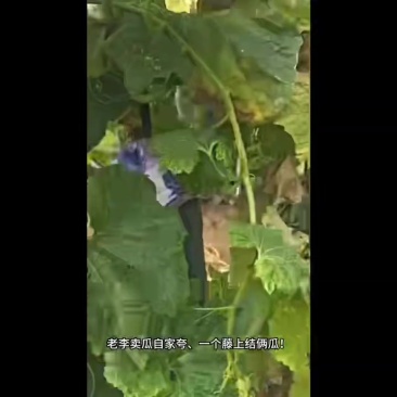 黑皮冬瓜