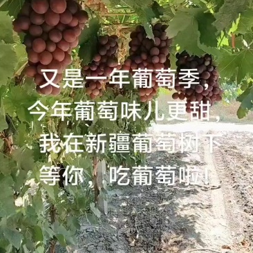 三十亩新玉葡萄，今年还没开园。