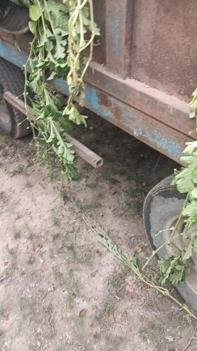 西瓜