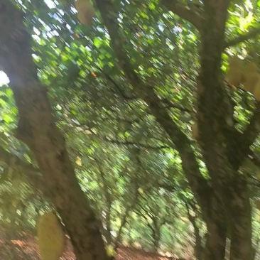 海南榴莲蜜全国代发呆闲