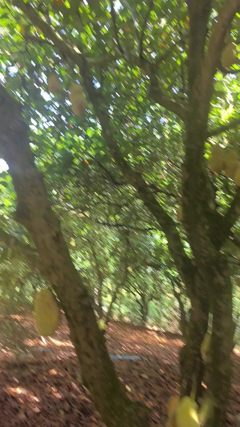 海南榴莲蜜全国代发呆闲