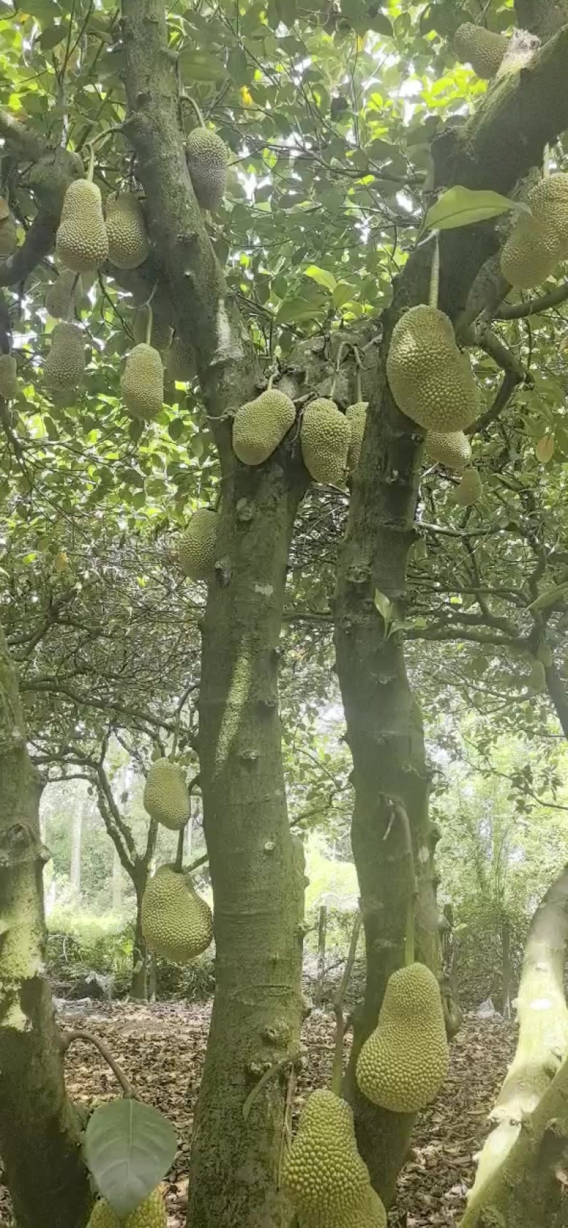 海南榴莲蜜全国代发呆闲
