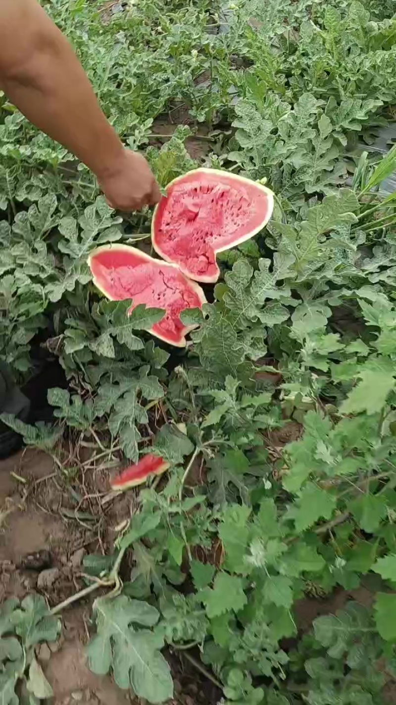 吉林地雷西瓜，甜王西瓜，金成五西瓜
