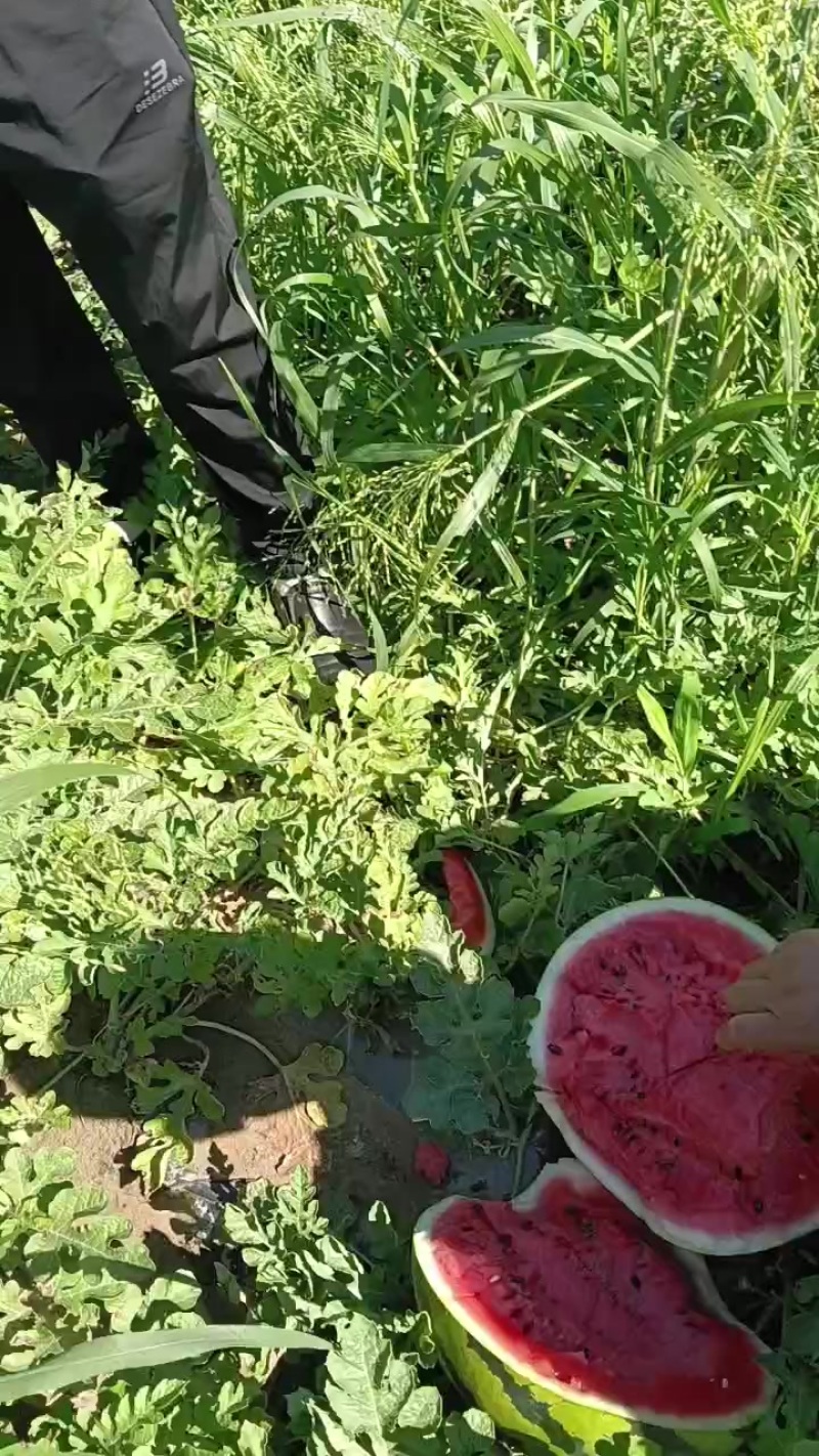 吉林地雷西瓜，甜王西瓜，金成五西瓜