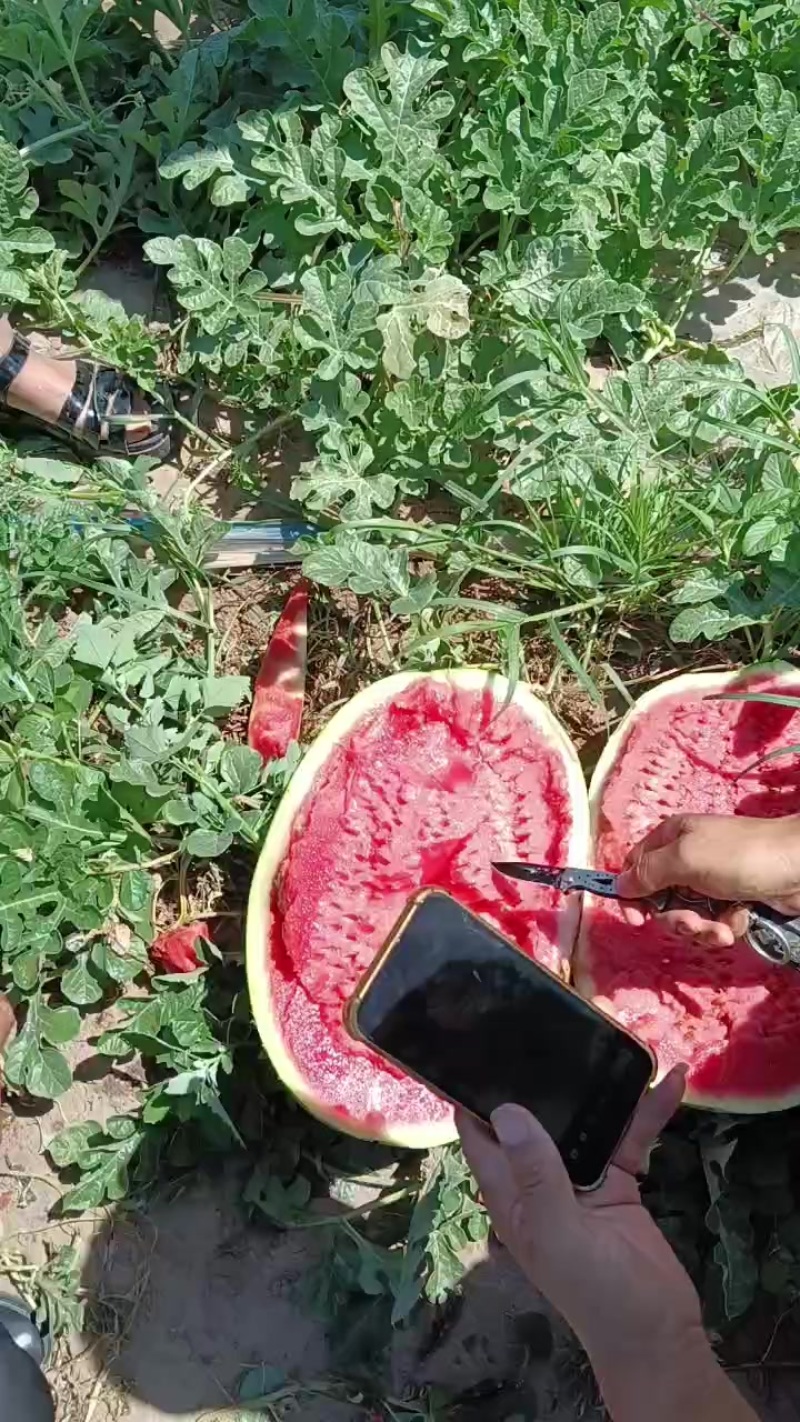 吉林地雷西瓜，甜王西瓜，金成五西瓜