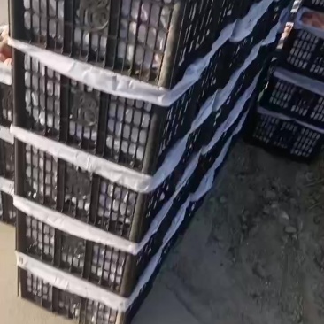 毛桃