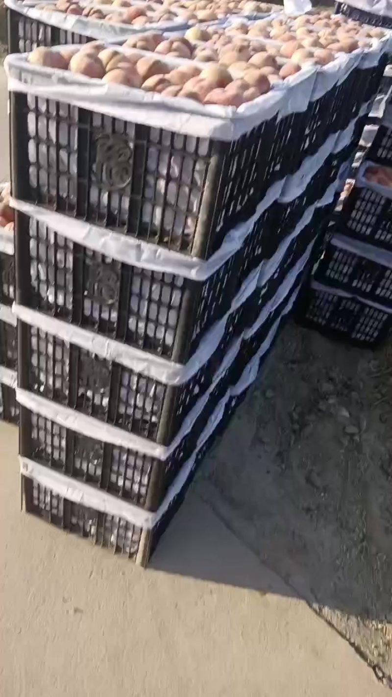 毛桃