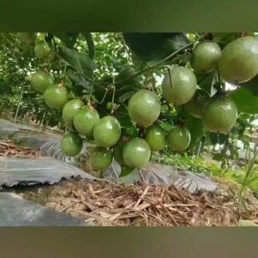 百香果