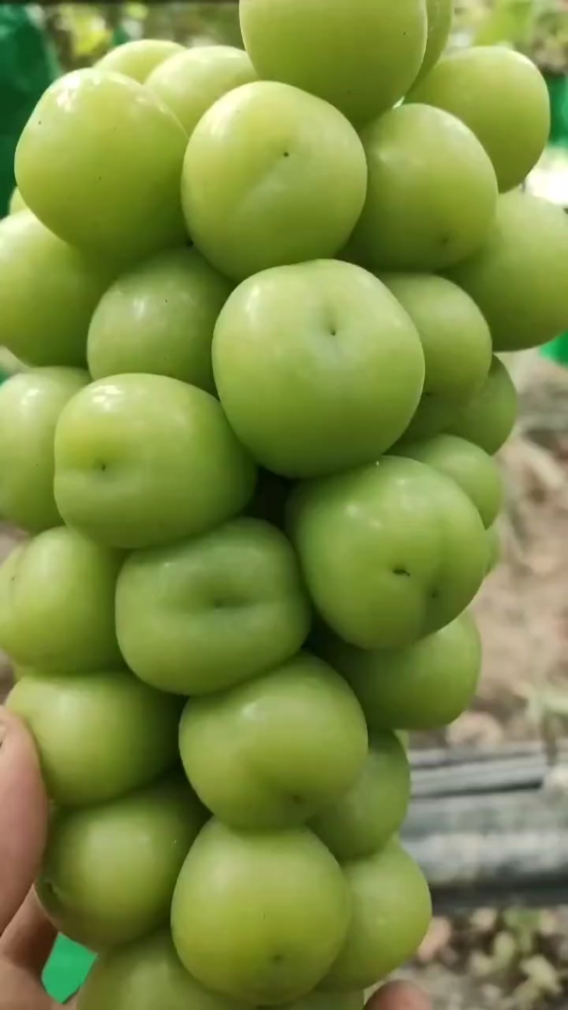 阳光玫瑰葡萄自产自销，品质有保证