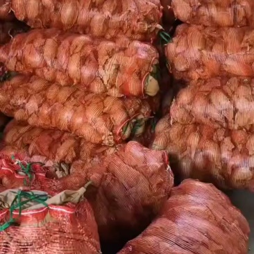 鹰嘴芒全国发货，现货