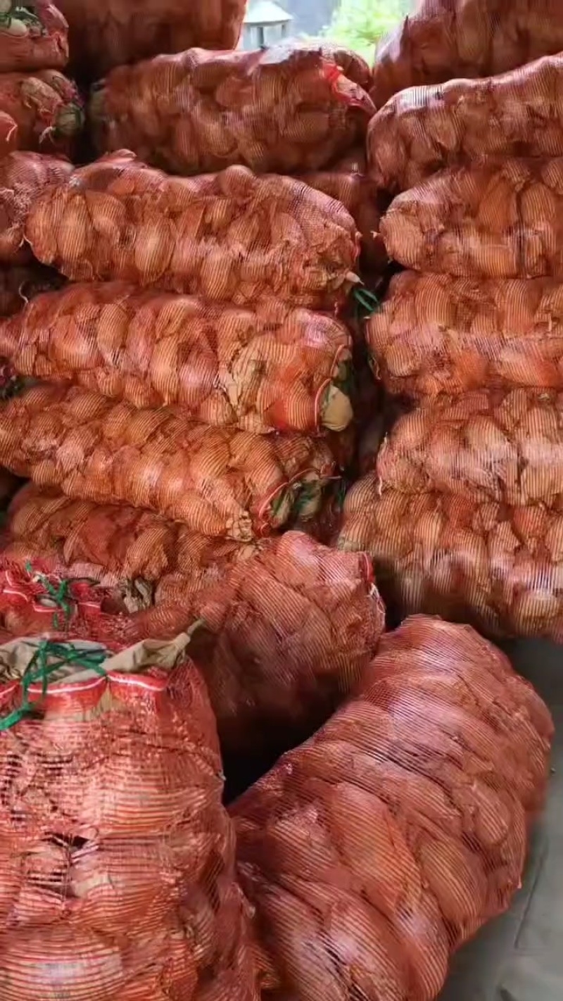 鹰嘴芒全国发货，现货