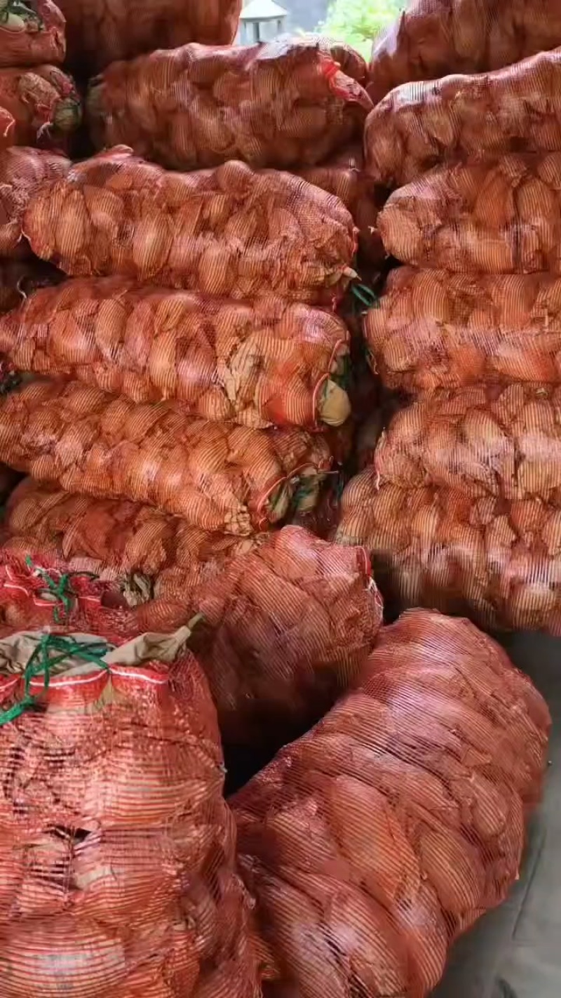 鹰嘴芒全国发货，现货