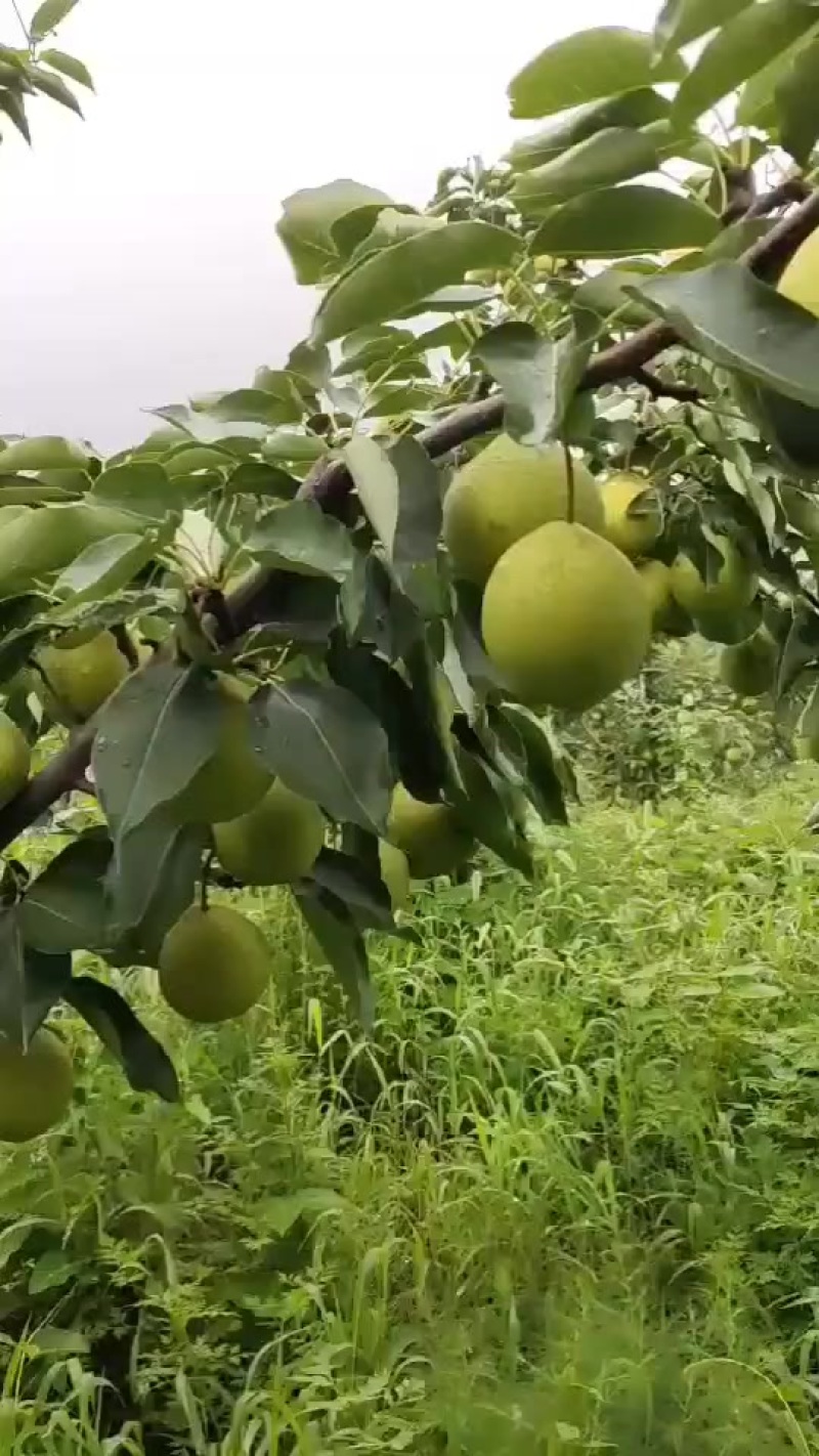 早金酥梨
