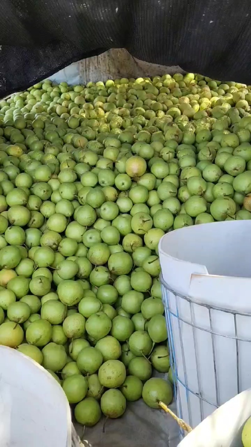 早金酥梨