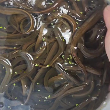 黄鳝