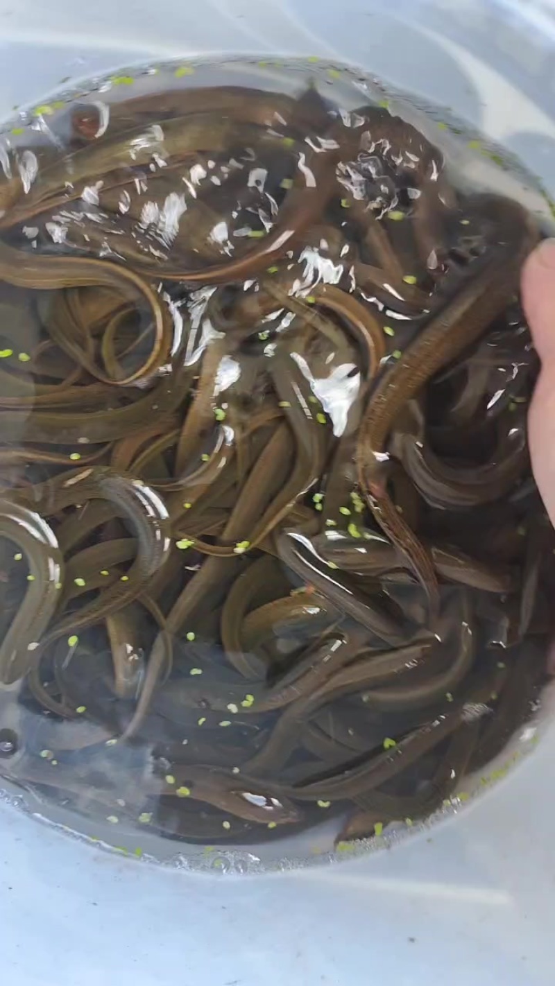 黄鳝