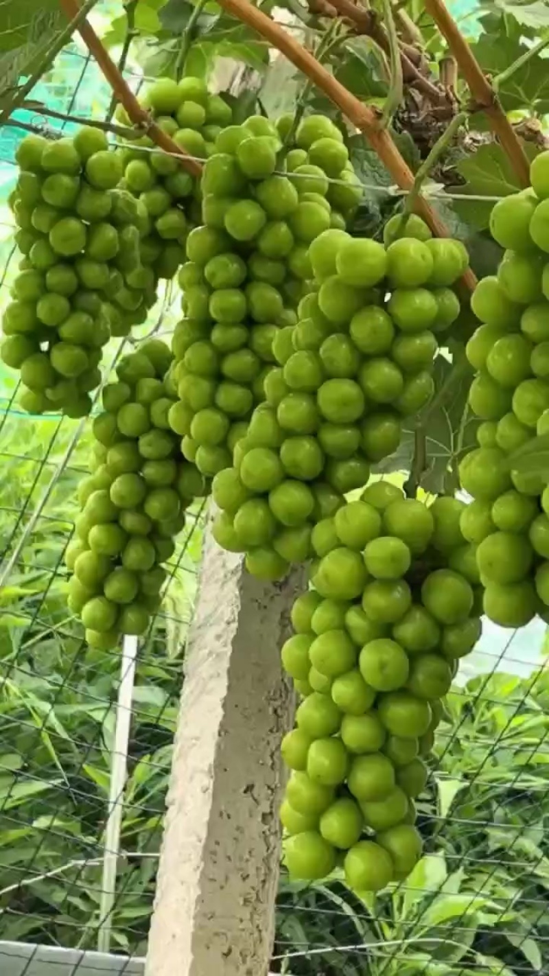 阳光玫瑰