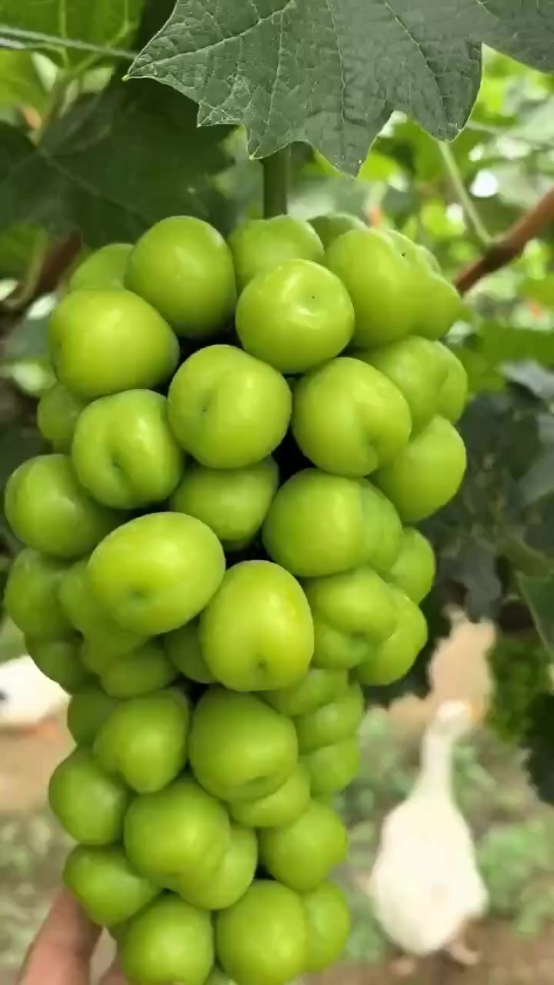 阳光玫瑰