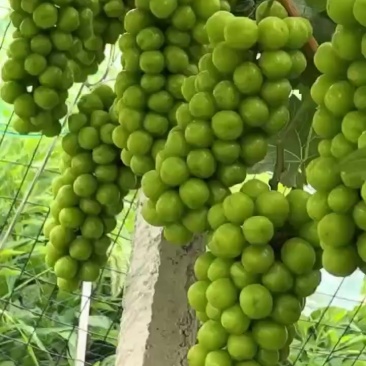 阳光玫瑰