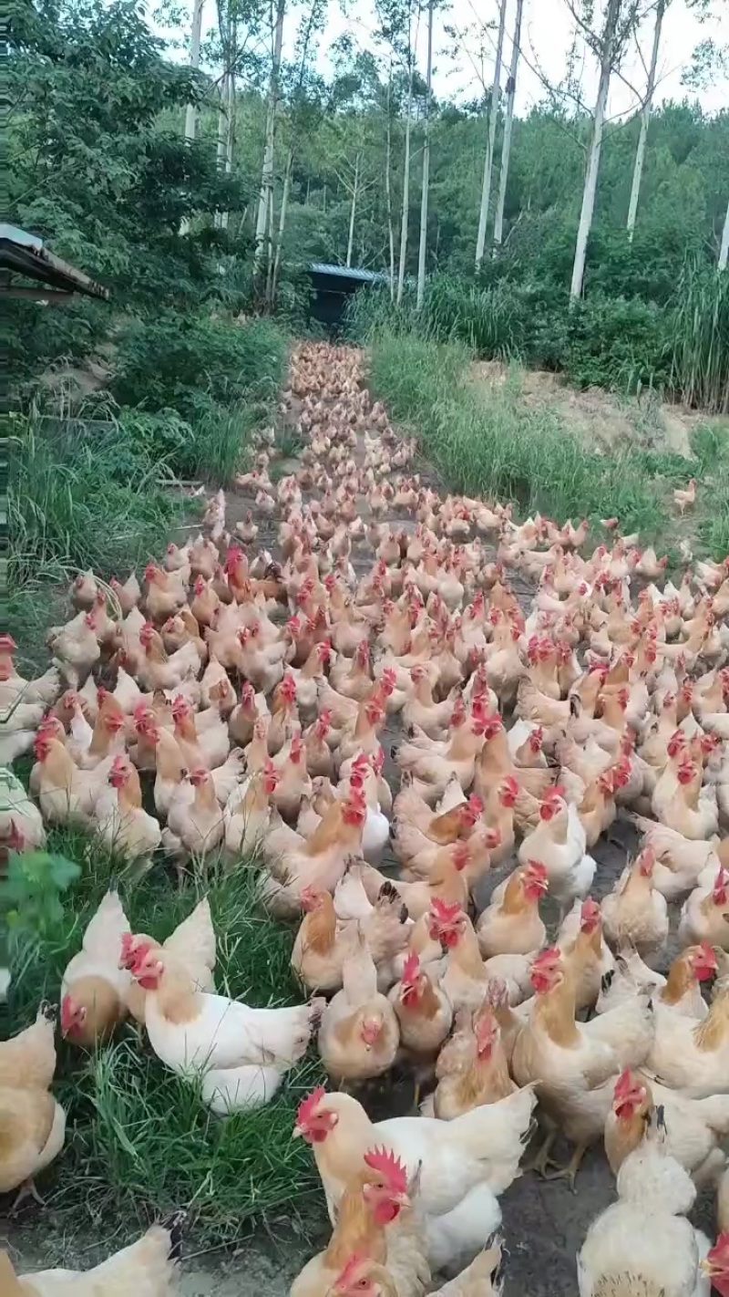跑地鸡