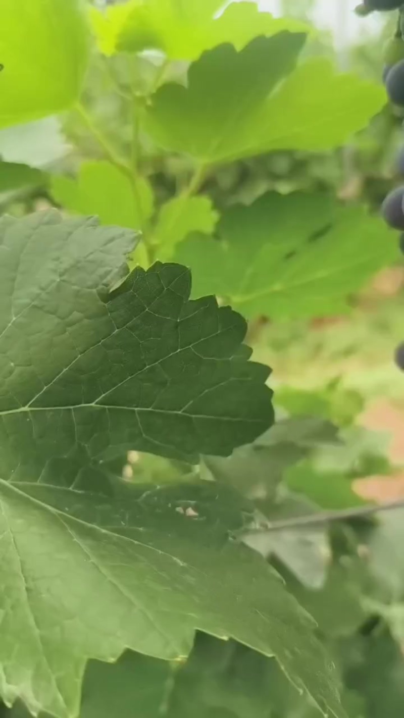 酿酒葡萄：马瑟兰、赤霞珠