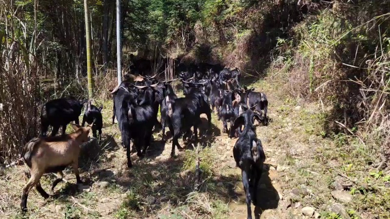 纯放养高山黑山羊