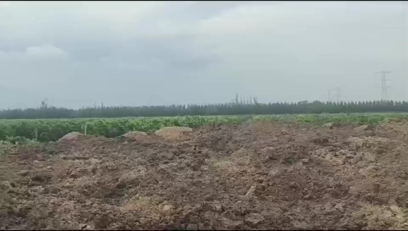 酿酒葡萄：马瑟兰、赤霞珠