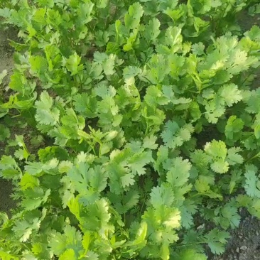 铁杆香菜