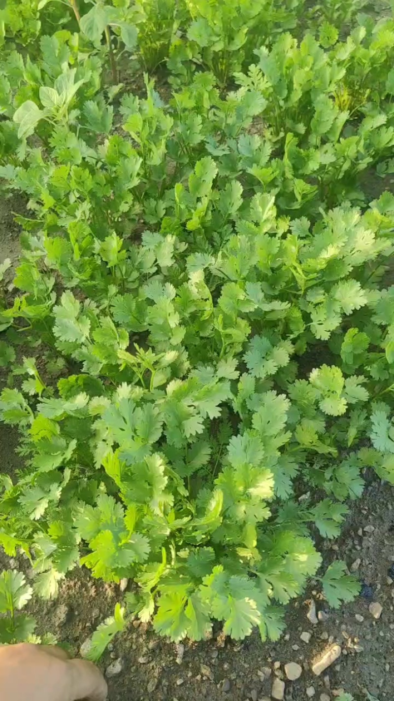 铁杆香菜