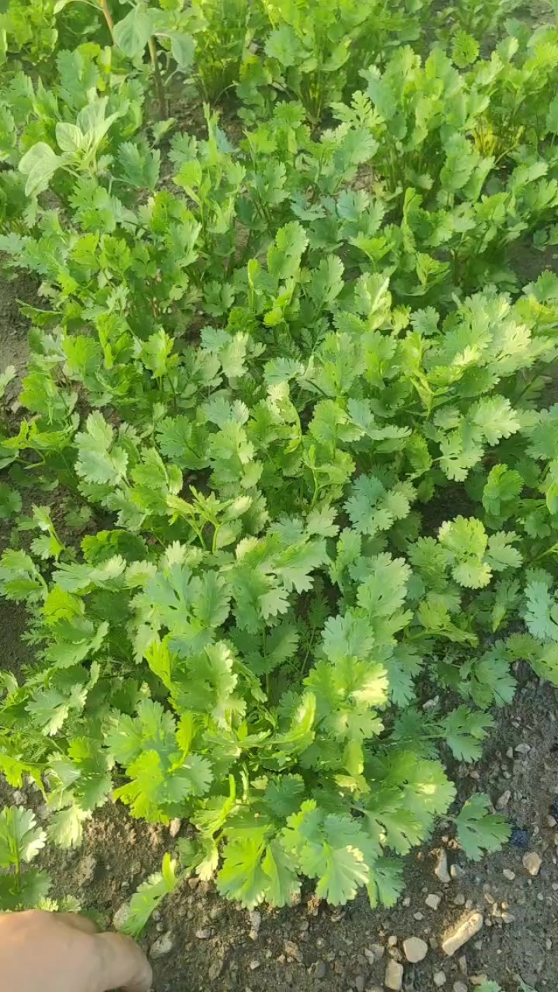 铁杆香菜