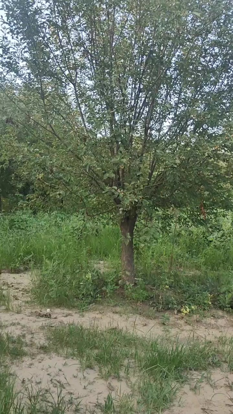 绚丽海棠