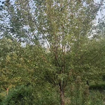 绚丽海棠