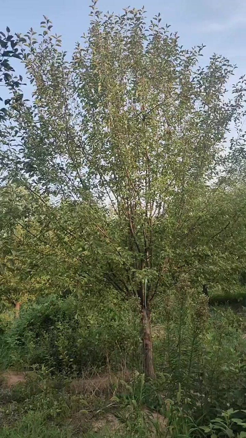 绚丽海棠