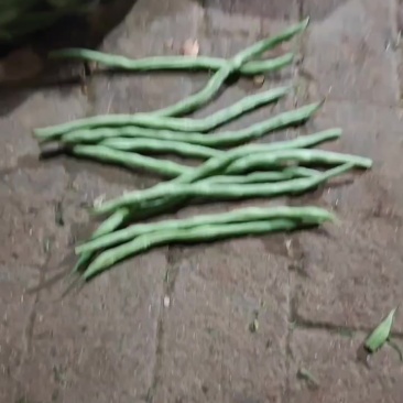 山西大同本地一手货源精品豆王