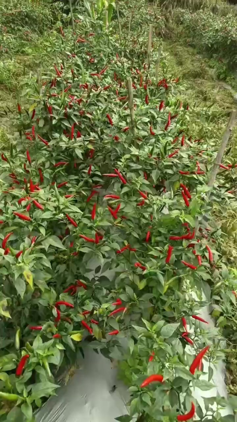 辣椒