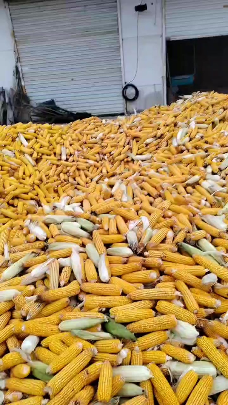 玉米棒
