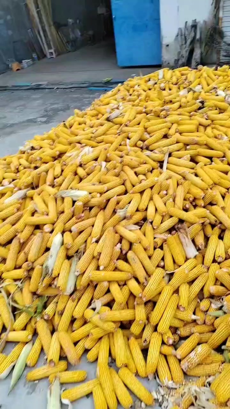 玉米棒