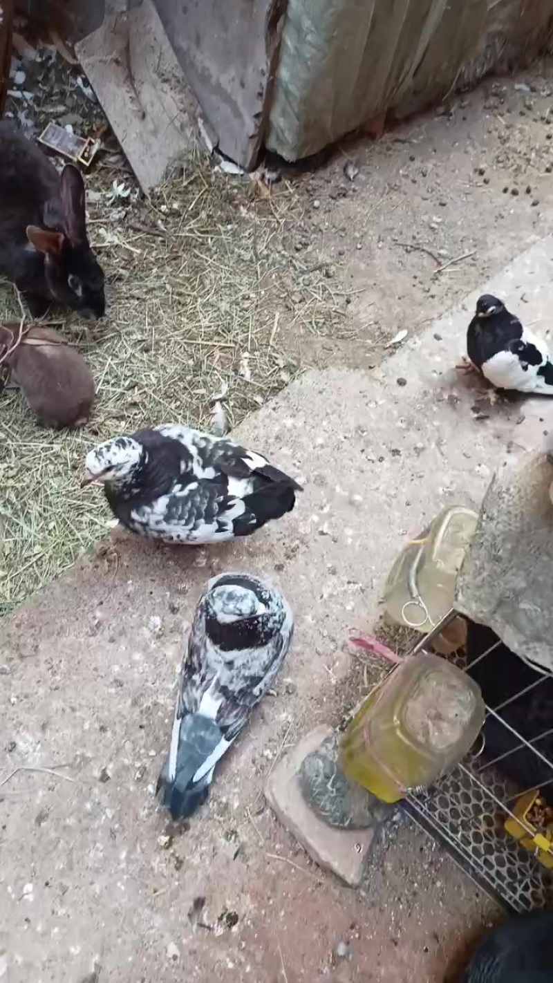 鸽子