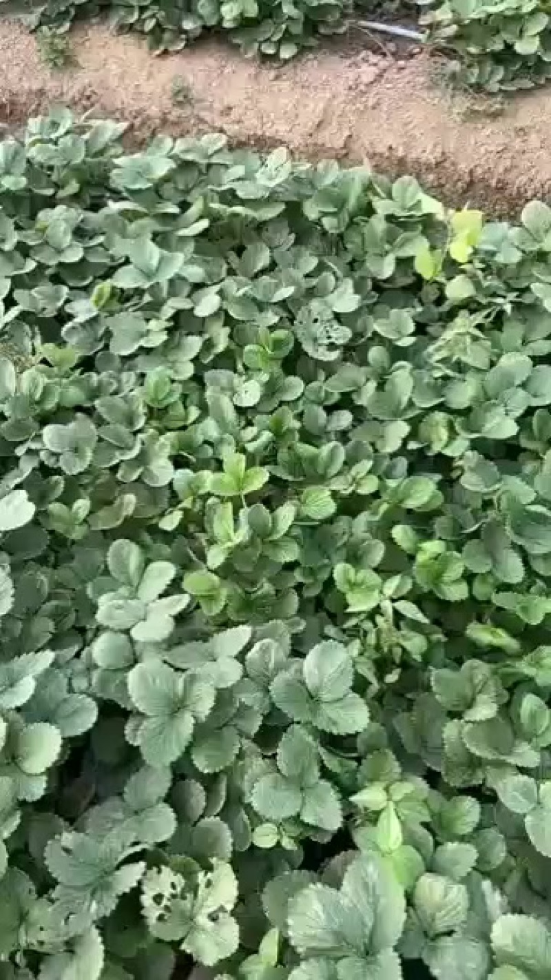 天仙翠大叶宁玉