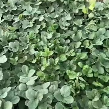 天仙翠大叶宁玉