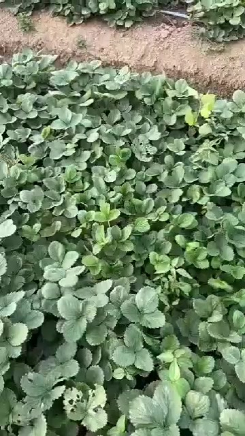 天仙翠大叶宁玉