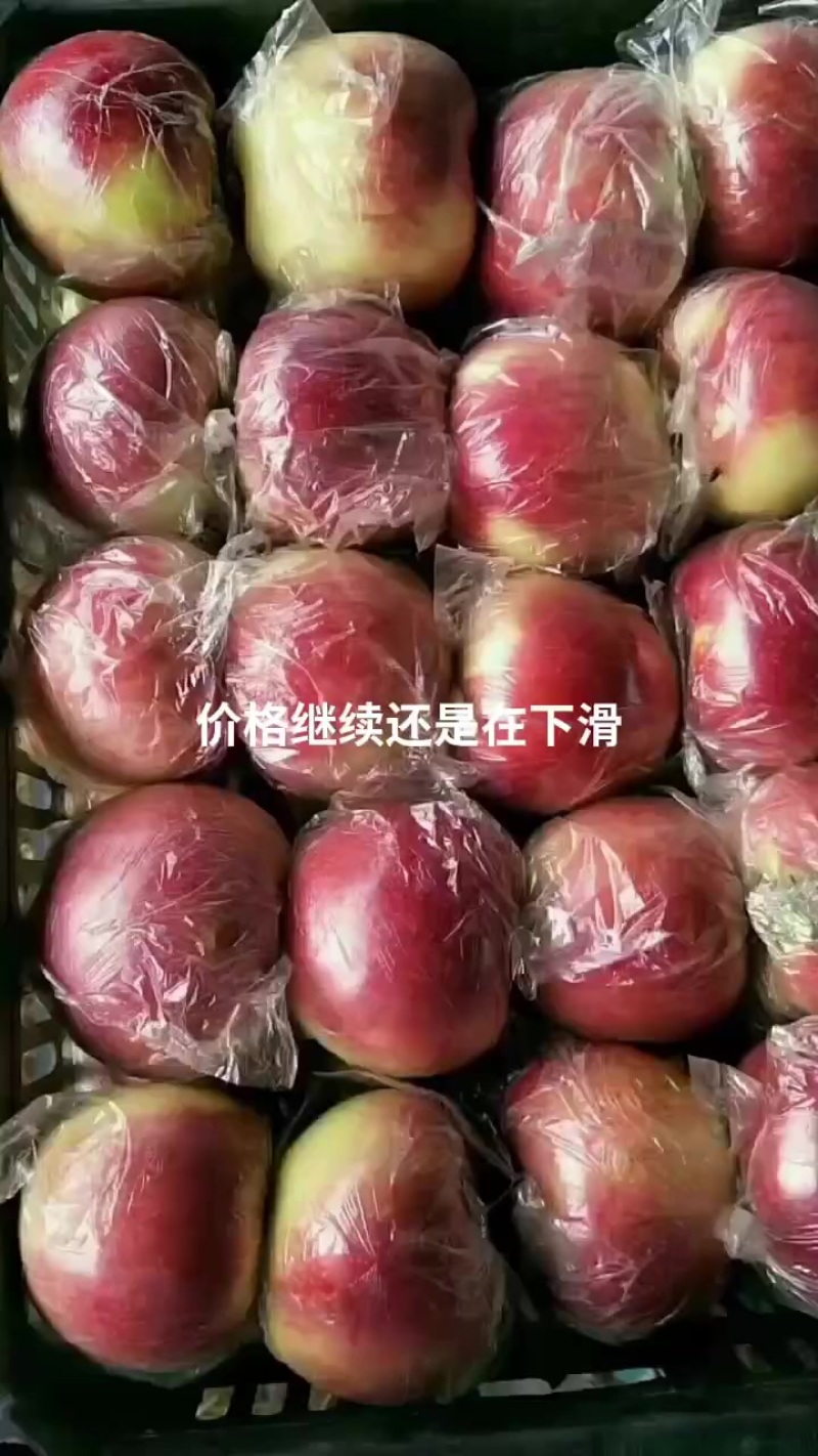 河北唐山乐亭美八苹果以上市，需要的老板联系赶大集滴货都有