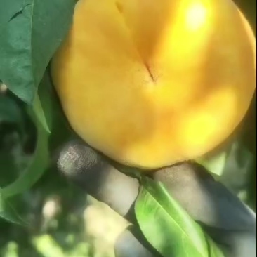 陕西扶风毛蟠21大量货源，80起步不封顶口感好，糖度15