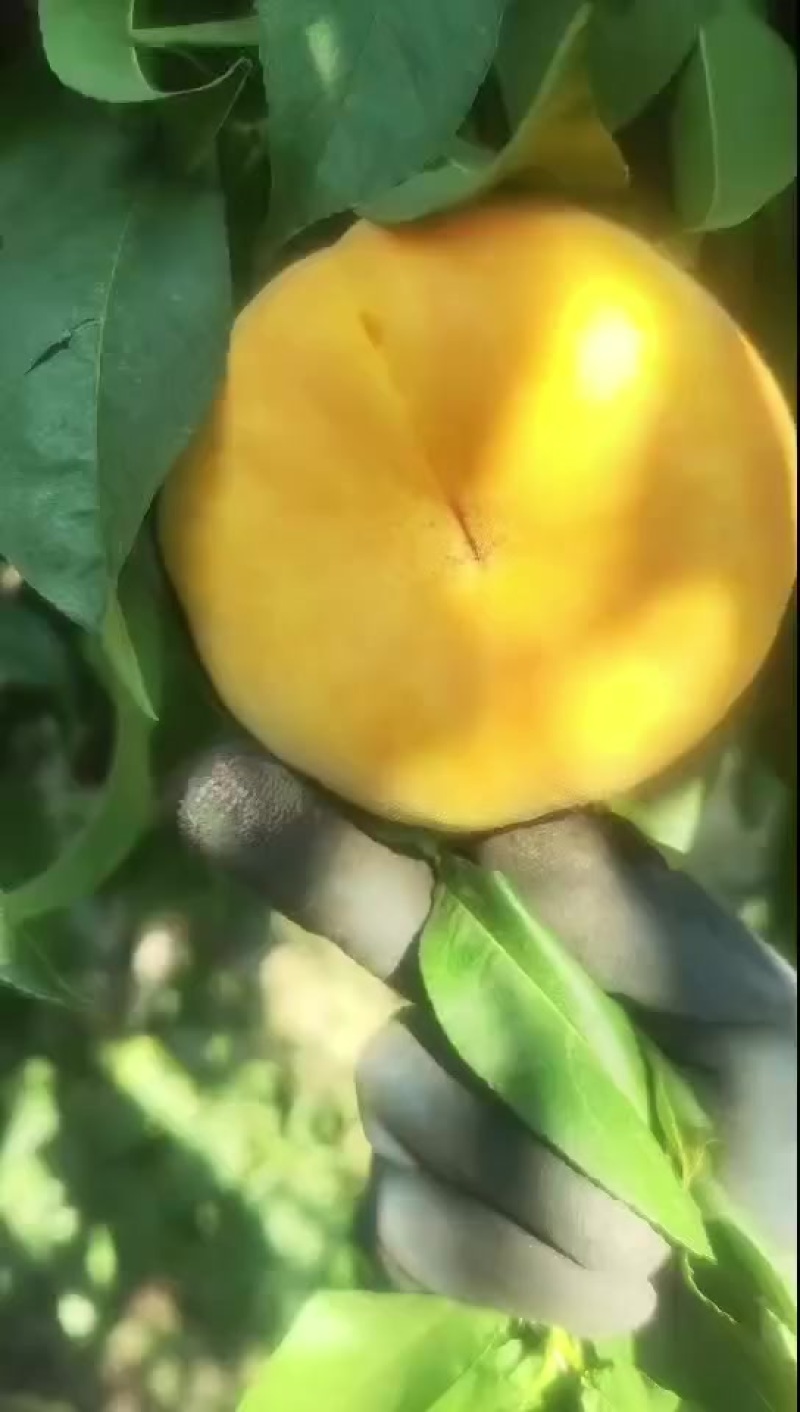陕西扶风毛蟠21大量货源，80起步不封顶口感好，糖度15