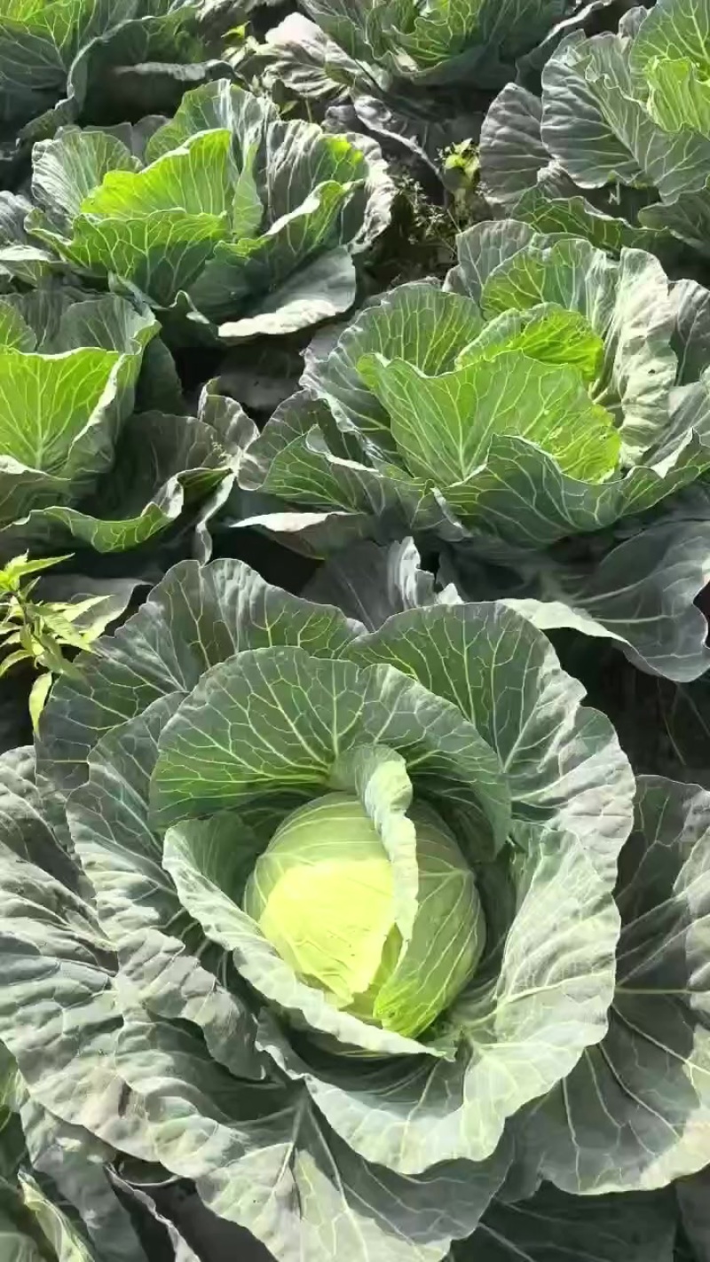 韩将军韩胜扁包菜连花白自产自销大型基地货源充足