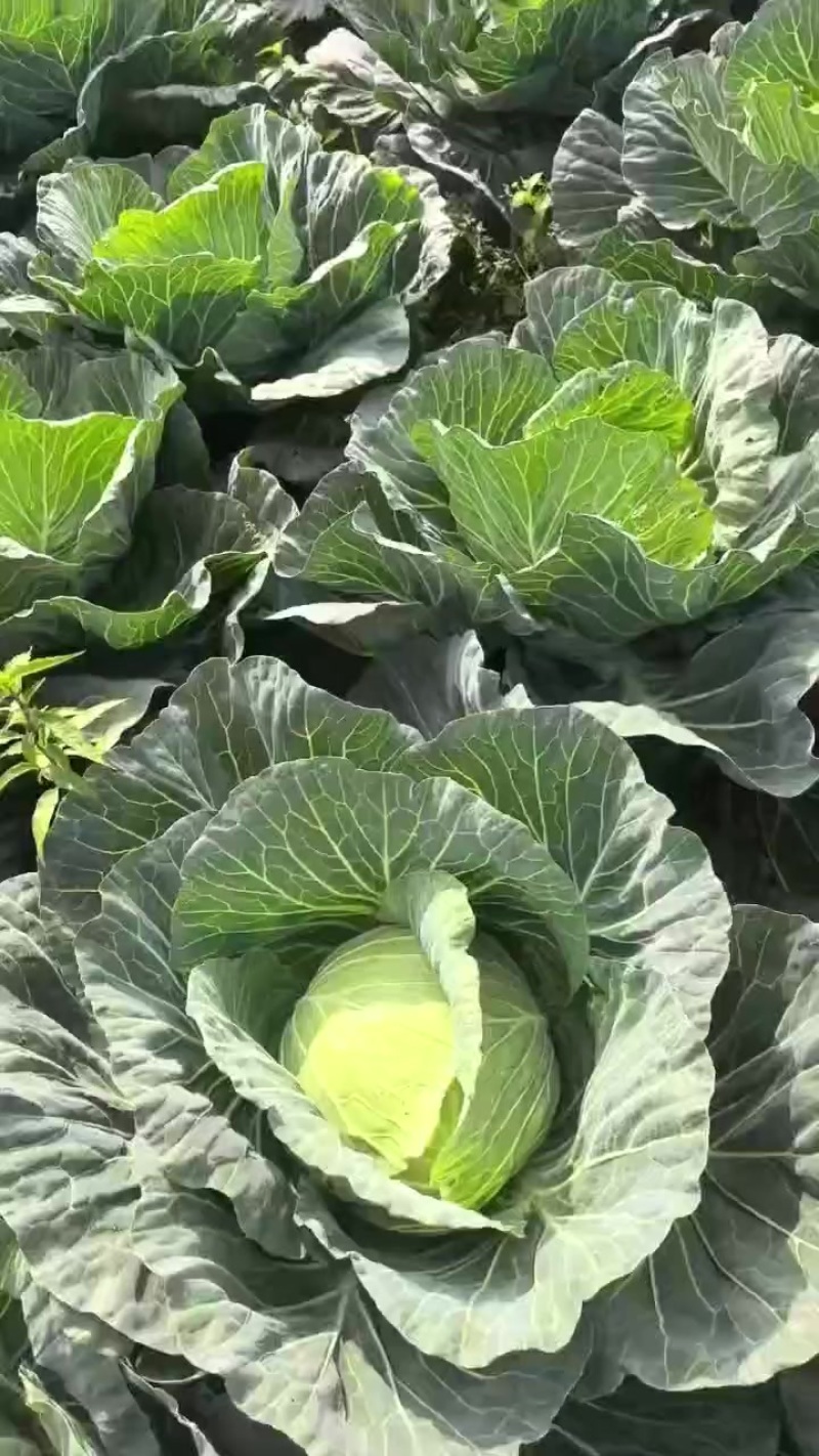 韩将军韩胜扁包菜连花白自产自销大型基地货源充足