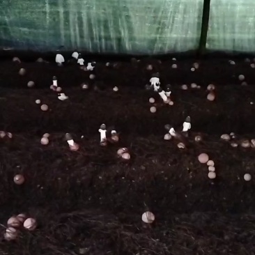 织金红圫竹荪