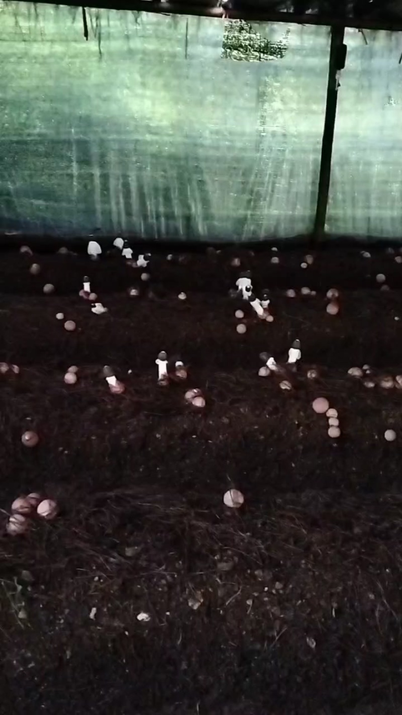织金红圫竹荪